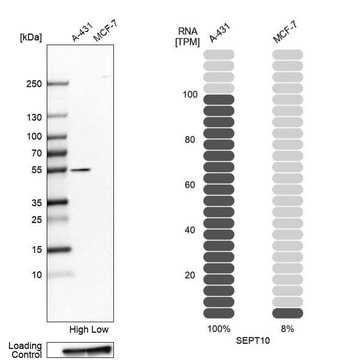 Anti-SEPT10 antibody produced in rabbit Prestige Antibodies&#174; Powered by Atlas Antibodies, affinity isolated antibody