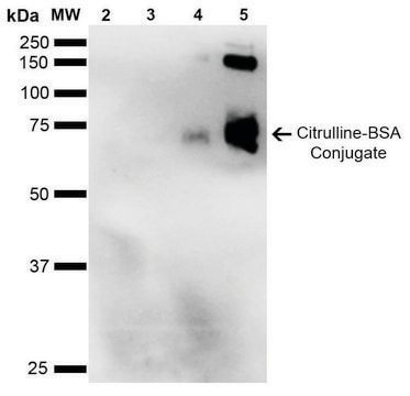 Monoclonal Anti-Citrulline-Allophycocyanin antibody produced in mouse clone 2D3.1