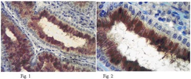 Anti-Plexin-A3 Antibody, clone 18A9.2 clone 18A9.2, from mouse