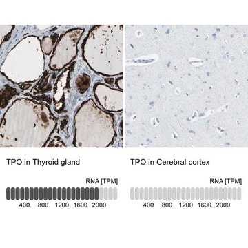 Anti-TPO antibody produced in rabbit Prestige Antibodies&#174; Powered by Atlas Antibodies, affinity isolated antibody, buffered aqueous glycerol solution