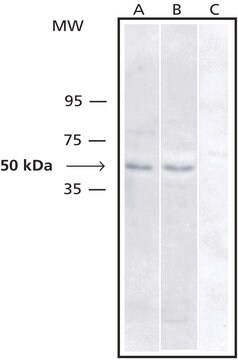 Anti-Csk antibody produced in rabbit IgG fraction of antiserum, buffered aqueous solution