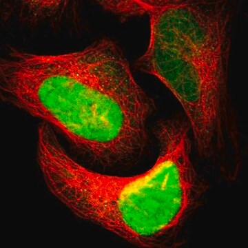 Anti-APEX1 antibody produced in rabbit Prestige Antibodies&#174; Powered by Atlas Antibodies, affinity isolated antibody