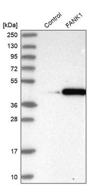 Anti-FANK1 antibody produced in rabbit Prestige Antibodies&#174; Powered by Atlas Antibodies, affinity isolated antibody, buffered aqueous glycerol solution