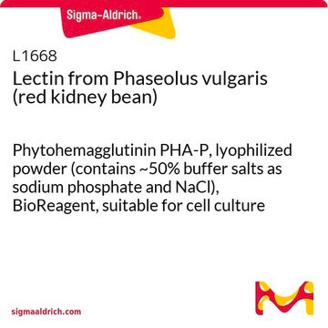 Lectine de Phaseolus vulgaris (haricot rouge) Phytohemagglutinin PHA-P, lyophilized powder (contains ~50% buffer salts as sodium phosphate and NaCl), BioReagent, suitable for cell culture