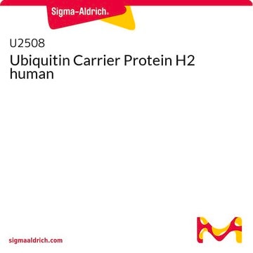 Ubiquitin Carrier Protein H2 human