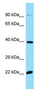 Anti-OR51E2 (C-terminal) antibody produced in rabbit affinity isolated antibody