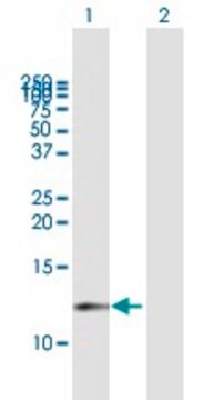 Anti-CDK2AP1 antibody produced in mouse purified immunoglobulin, buffered aqueous solution