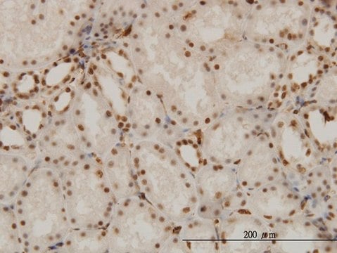 Monoclonal Anti-NR1D1 antibody produced in mouse clone 4F6, purified immunoglobulin, buffered aqueous solution