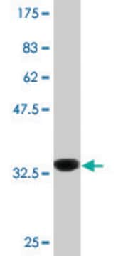 Monoclonal Anti-PLCL2 antibody produced in mouse clone 1C7, purified immunoglobulin, buffered aqueous solution