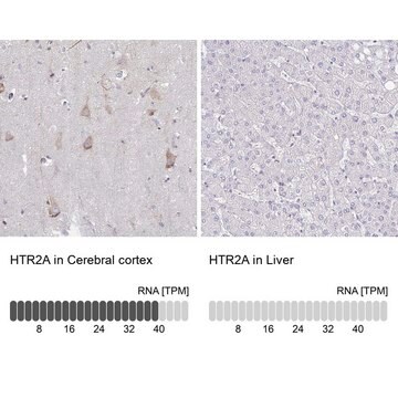 Anti-HTR2A antibody produced in rabbit Prestige Antibodies&#174; Powered by Atlas Antibodies, affinity isolated antibody, buffered aqueous glycerol solution