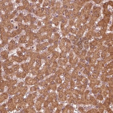 Anti-MTHFS antibody produced in rabbit Prestige Antibodies&#174; Powered by Atlas Antibodies, affinity isolated antibody