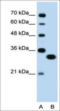 Anti-TFEC antibody produced in rabbit affinity isolated antibody