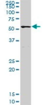 Anti-POLA2 antibody produced in rabbit purified immunoglobulin, buffered aqueous solution