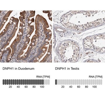 Anti-DNPH1 antibody produced in rabbit Prestige Antibodies&#174; Powered by Atlas Antibodies, affinity isolated antibody, buffered aqueous glycerol solution, ab2