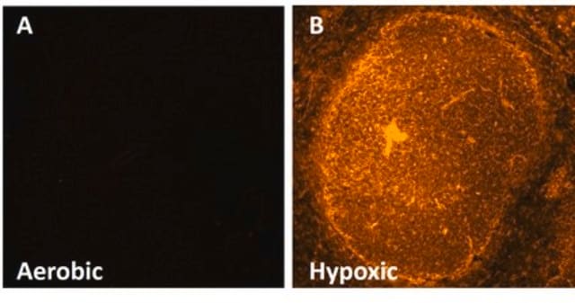 Anti-EF5 Antibody, clone ELK3-51 Antibody, Cyanine 3 conjugate clone ELK3-51, from mouse, CY3 conjugate