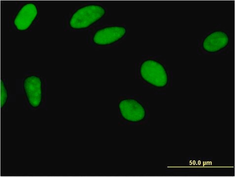 Monoclonal Anti-ZNF35 antibody produced in mouse clone 2B4, purified immunoglobulin, buffered aqueous solution