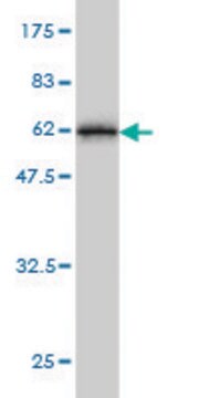 Monoclonal Anti-TSSK3 antibody produced in mouse clone 6H4, purified immunoglobulin, buffered aqueous solution