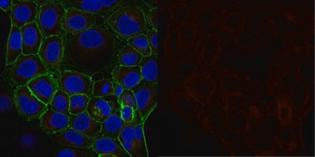 Anticuerpo anti-&#945;-tubulina, clon DM1A, conjugado con Alexa Fluor&#8482;647 clone DM1A, from mouse, ALEXA FLUOR&#8482; 647