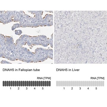 Anti-DNAH5 antibody produced in rabbit Prestige Antibodies&#174; Powered by Atlas Antibodies, affinity isolated antibody, buffered aqueous glycerol solution