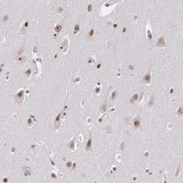 ANTI-RRP7A antibody produced in rabbit Prestige Antibodies&#174; Powered by Atlas Antibodies, affinity isolated antibody, buffered aqueous glycerol solution