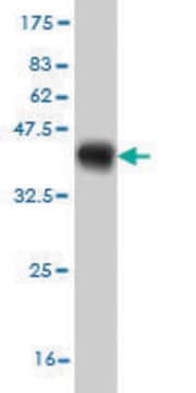 Monoclonal Anti-HOXA11 antibody produced in mouse clone 7E12, purified immunoglobulin, buffered aqueous solution