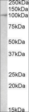 Anti-Malt1 antibody produced in goat affinity isolated antibody, buffered aqueous solution