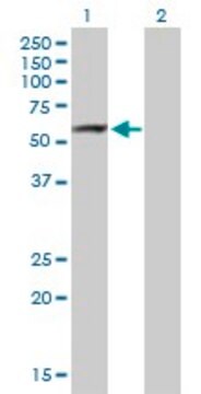 Anti-ARHGAP15 antibody produced in mouse purified immunoglobulin, buffered aqueous solution