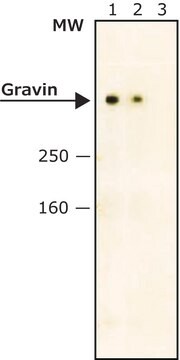 Anti-Gravin antibody, Mouse monoclonal clone JP74, purified from hybridoma cell culture