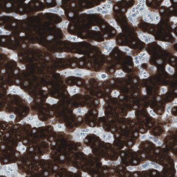 Monoclonal Anti-SLC27A5 antibody produced in mouse Prestige Antibodies&#174; Powered by Atlas Antibodies, clone CL0216, purified immunoglobulin, buffered aqueous glycerol solution