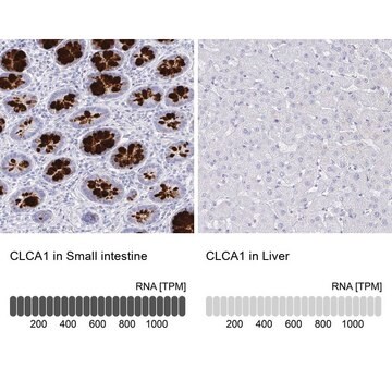 Anti-CLCA1 antibody produced in rabbit Prestige Antibodies&#174; Powered by Atlas Antibodies, affinity isolated antibody, buffered aqueous glycerol solution