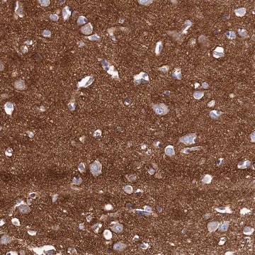 Anti-C12orf73 antibody produced in rabbit Prestige Antibodies&#174; Powered by Atlas Antibodies, affinity isolated antibody, buffered aqueous glycerol solution