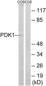 Anti-PDK1, N-Terminal antibody produced in rabbit affinity isolated antibody