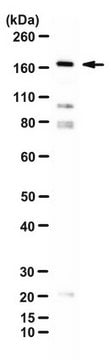 Anti-TopBP1 from rabbit, purified by affinity chromatography