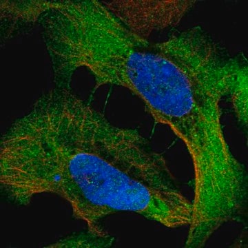 Anti-WDR1 antibody produced in rabbit Prestige Antibodies&#174; Powered by Atlas Antibodies, affinity isolated antibody