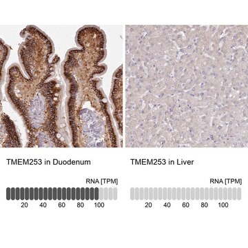 Anti-TMEM253 antibody produced in rabbit Prestige Antibodies&#174; Powered by Atlas Antibodies, affinity isolated antibody, buffered aqueous glycerol solution