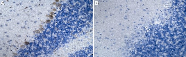 Anti-Cleaved Caspase-8 Antibody, clone 1K3 ZooMAb&#174; Rabbit Monoclonal recombinant, expressed in HEK 293 cells