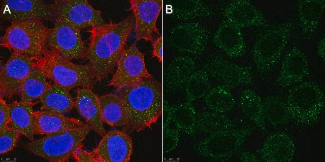 Anti-Flt3L Antibody, clone 11C9.10.1