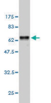 Monoclonal Anti-TNFSF13B antibody produced in mouse clone 1C11, purified immunoglobulin, buffered aqueous solution