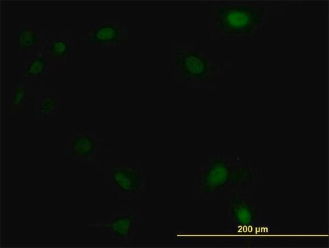 Monoclonal Anti-UBE2M antibody produced in mouse clone 3C4, purified immunoglobulin, buffered aqueous solution