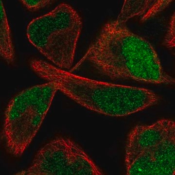 Anti-PPME1 antibody produced in rabbit Prestige Antibodies&#174; Powered by Atlas Antibodies, affinity isolated antibody