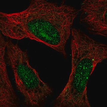 Anti-ATXN3 antibody produced in rabbit Prestige Antibodies&#174; Powered by Atlas Antibodies, affinity isolated antibody