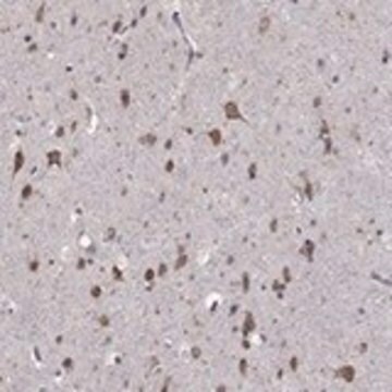 Anti-NKIRAS1 antibody produced in rabbit Prestige Antibodies&#174; Powered by Atlas Antibodies, affinity isolated antibody, buffered aqueous glycerol solution