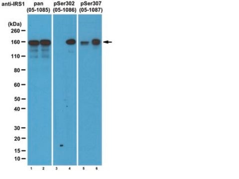 Anti-phospho-IRS1-(Ser307-Maus/Ser312-Human)-Antikörper, Klon&nbsp;24.6.2 clone 24.6.2, from mouse