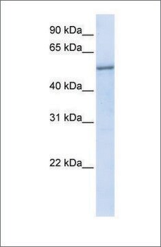 Anti-EIF2S3 antibody produced in rabbit affinity isolated antibody