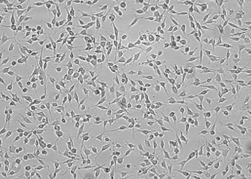 OSUMMER.6 Mouse NRAS-Mutant Melanoma Cell Line