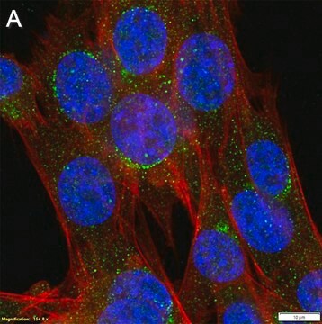 Anti-LRBA Antibody, clone 3H22 ZooMAb&#174; Rabbit Monoclonal recombinant, expressed in HEK 293 cells