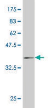 ANTI-HD antibody produced in mouse clone 1A12, purified immunoglobulin, buffered aqueous solution