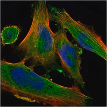 Anti-DLK1 Antibody, clone 3A10 ascites fluid, clone 3A10, from mouse