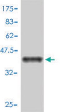 Monoclonal Anti-SH2D1A antibody produced in mouse clone 1C9, purified immunoglobulin, buffered aqueous solution