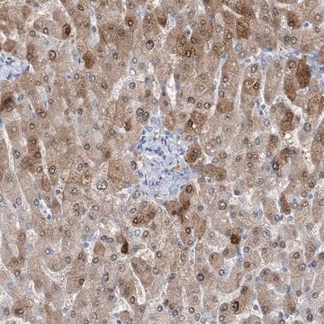 Anti-HMGCS1 antibody produced in rabbit Prestige Antibodies&#174; Powered by Atlas Antibodies, affinity isolated antibody, buffered aqueous glycerol solution